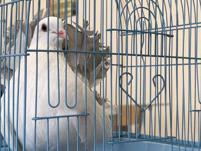 Птицы украшают землю.
